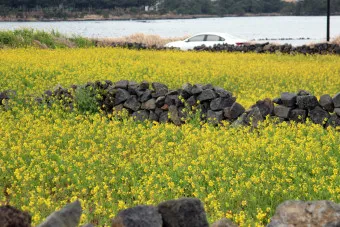 제주 유채꽃 개화 시기 봄 여행 필수 코스_24
