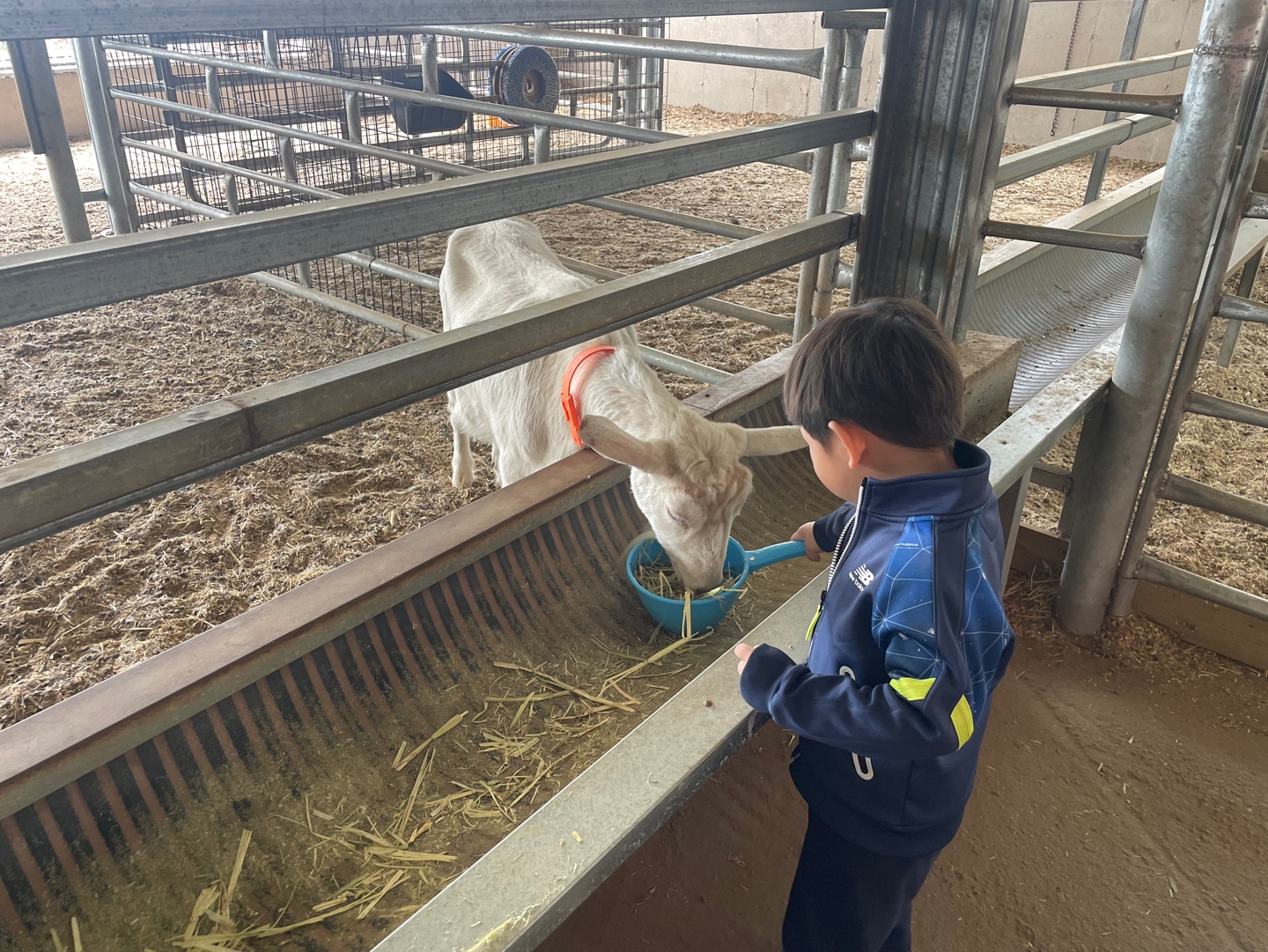 염소 먹이주기1