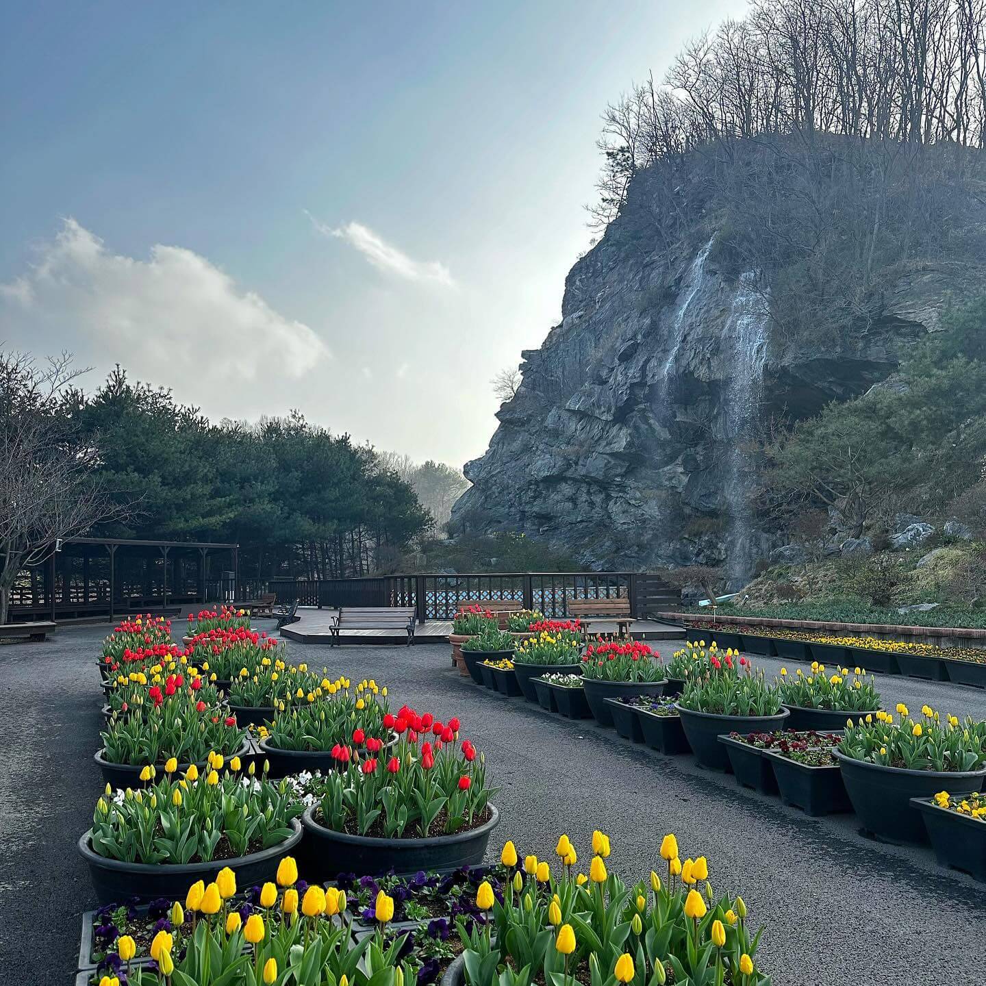 억만송이 봄꽃대향연 튤립 수선화 축제