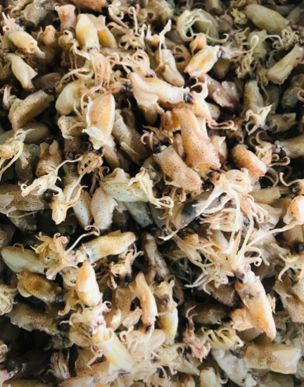 보령서천건어물