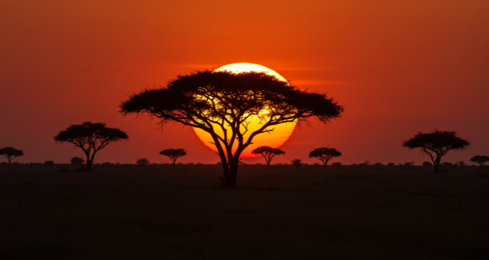 아프리카 사바나의 일몰