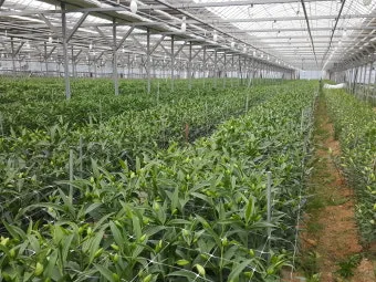 백합 재배 비늘줄기 분주 일조량 관리 절화 수확_12