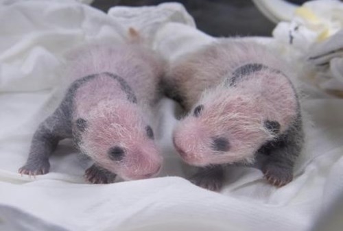 푸바오 쌍둥이동생