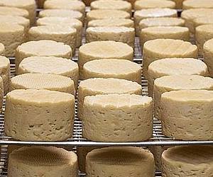 치즈는 단백질의 농축으로 단백질에 좋은 음식에 속합니다. 