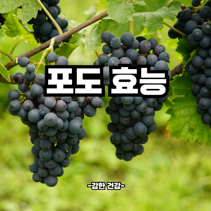 포도 효능