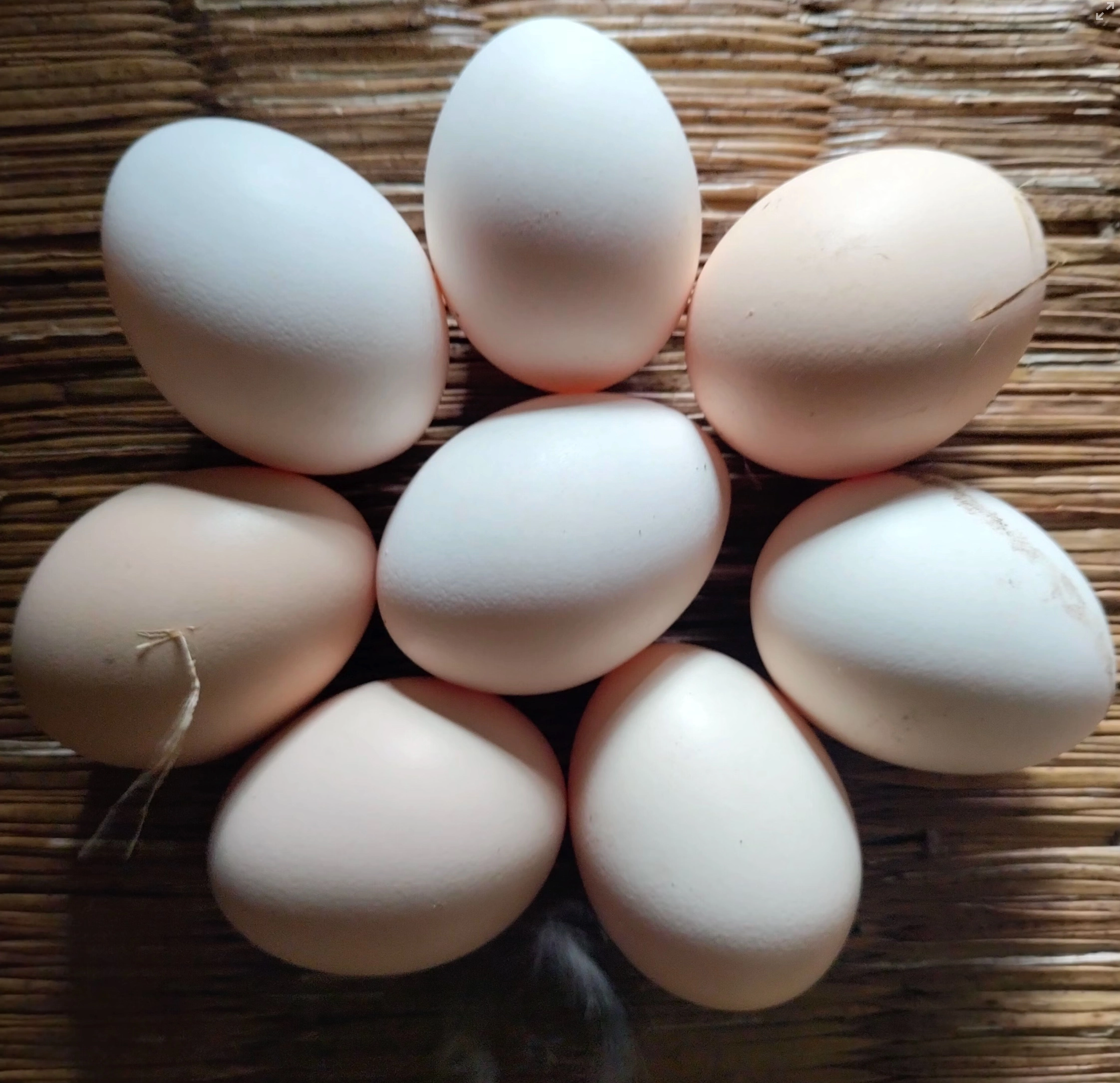 유정란 무정란 차이