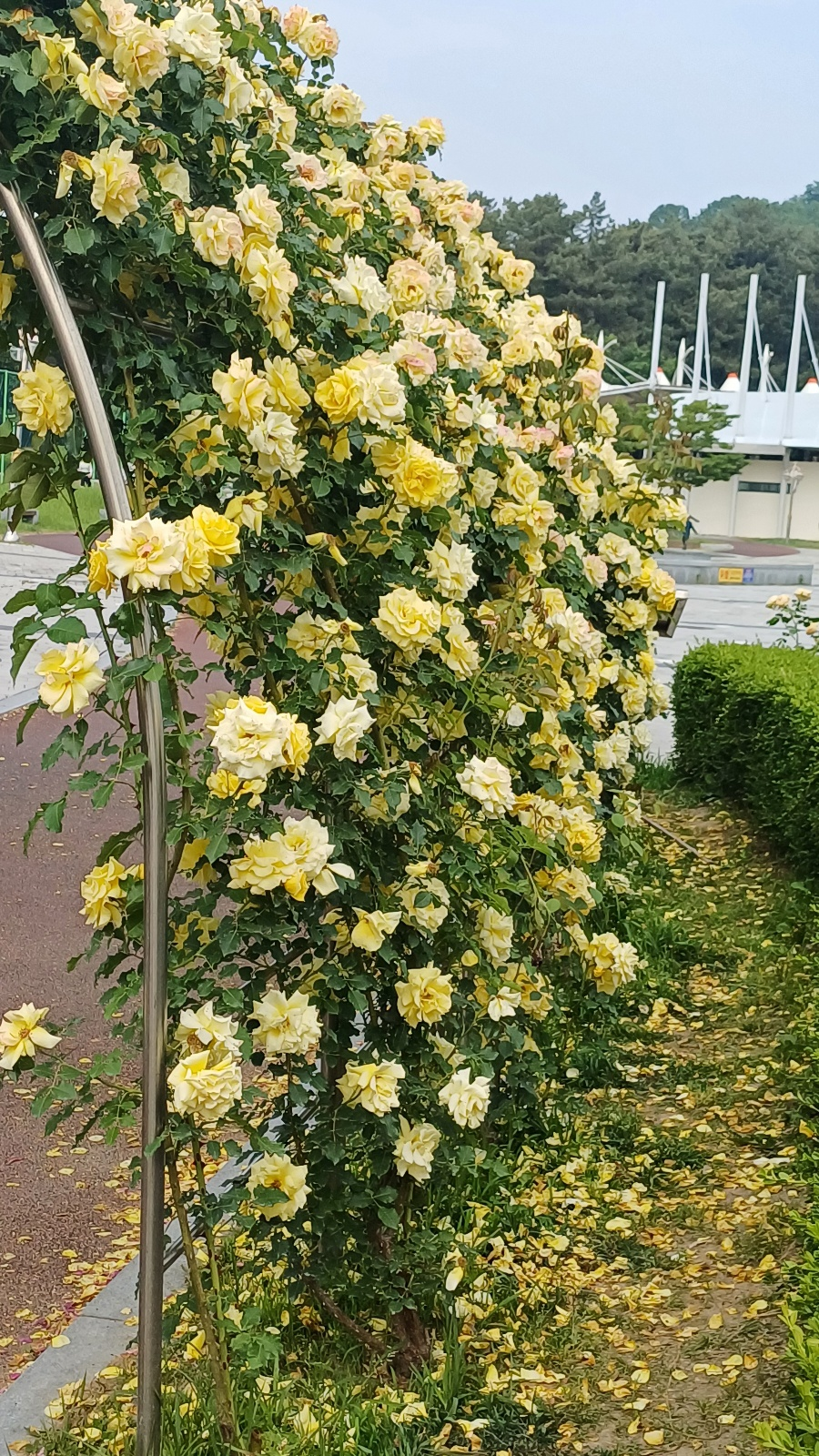익산배산체육공원, 장미축제