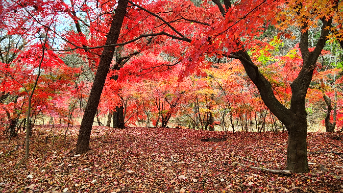 속리산 세조길 단풍