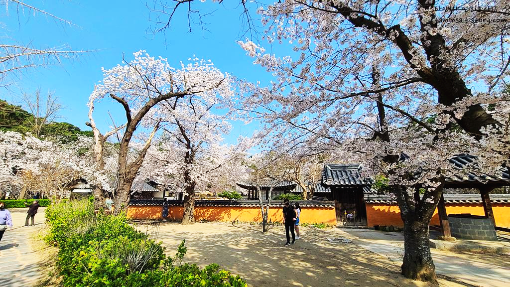 허균허난설헌-기념공원-벚꽃