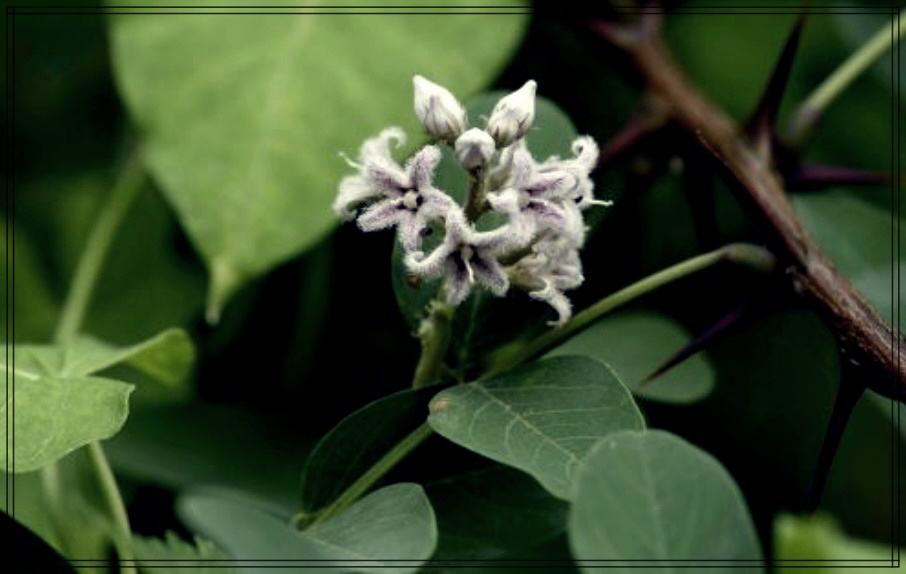 박주가리 효능, 건강에 좋은 이유는?