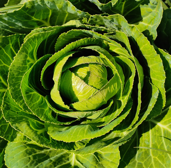 양배추 효능과 부작용 칼로리