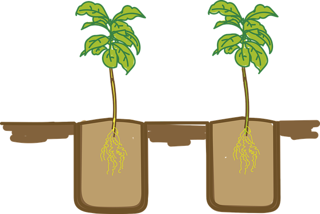 고추 모종 이미지