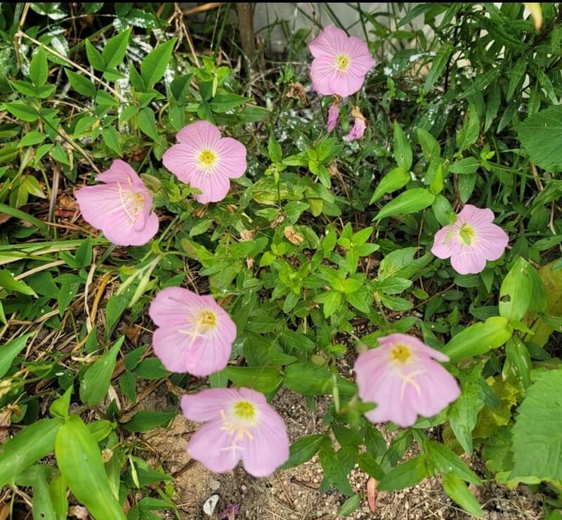 분홍낮달맞이꽃-사진