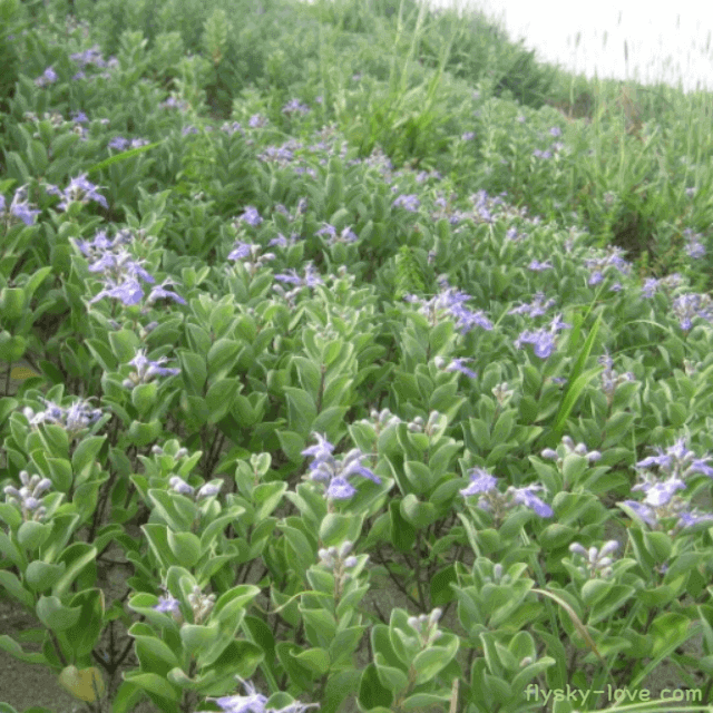 두통에 효과적인 순비기나무(만형자)