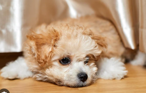 말티푸 / 출처:어도비스톡