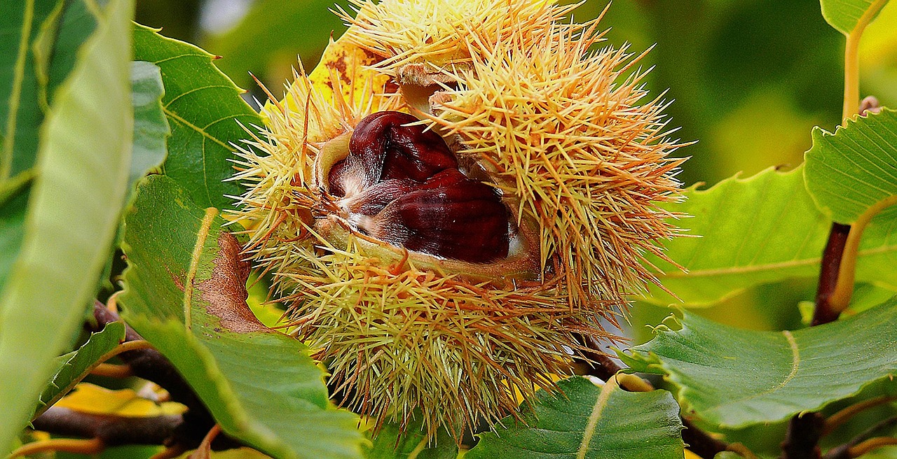 겨울공주 군밤축제