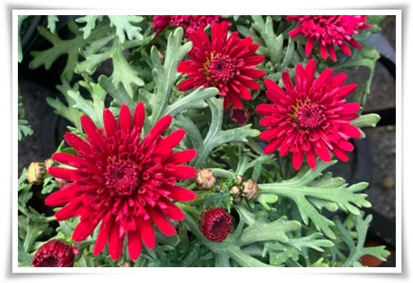 &quot;마가렛&quot; 상큼함으로 일상을 물들이는 꽃, 키우기부터 활용까지 완벽 가이드!