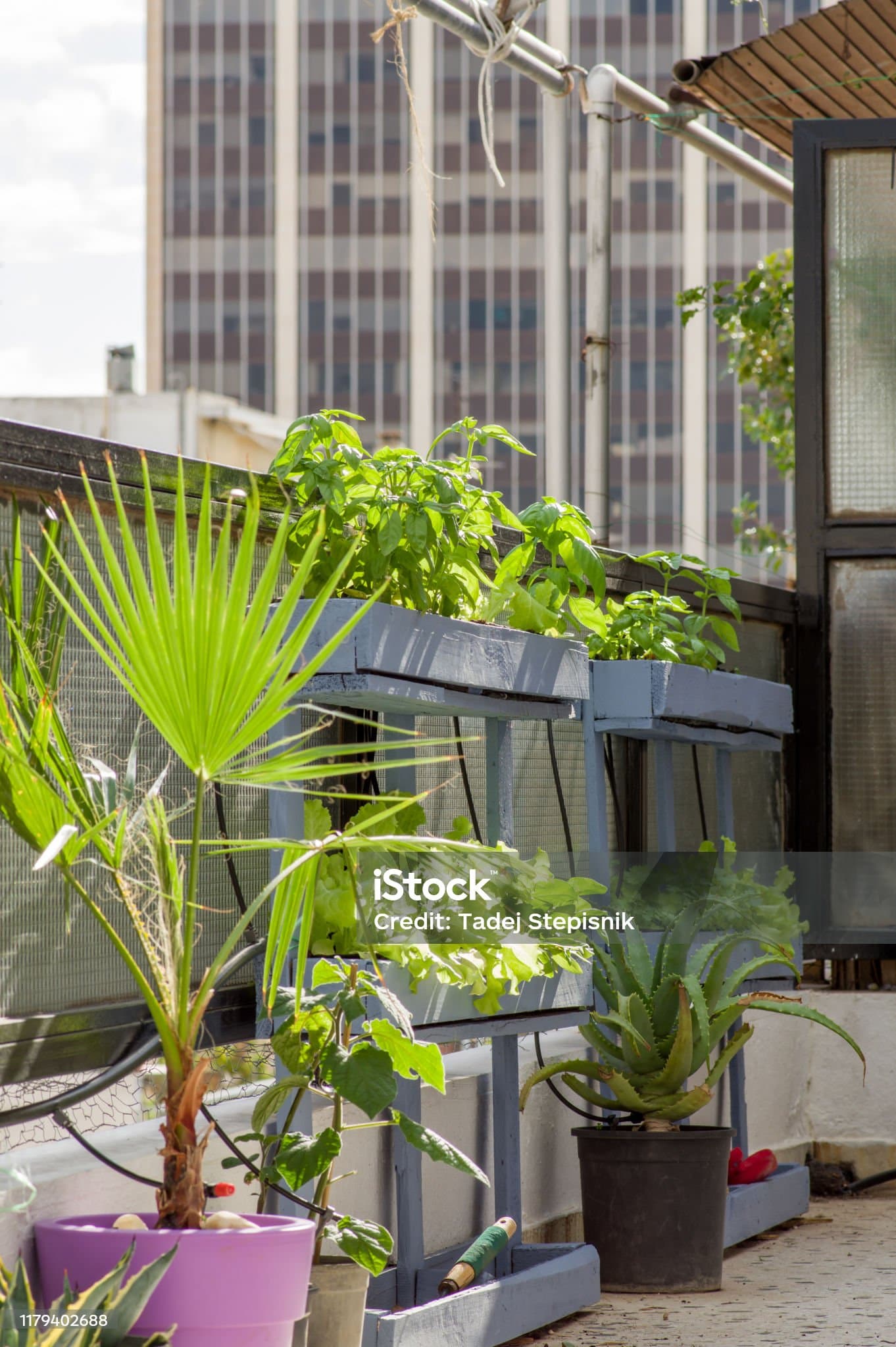 베란다 수경재배 스마트팜