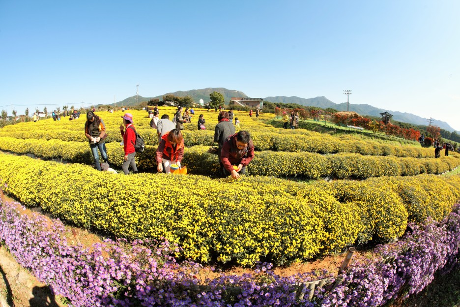 노란 식용국화를 따는 사람들