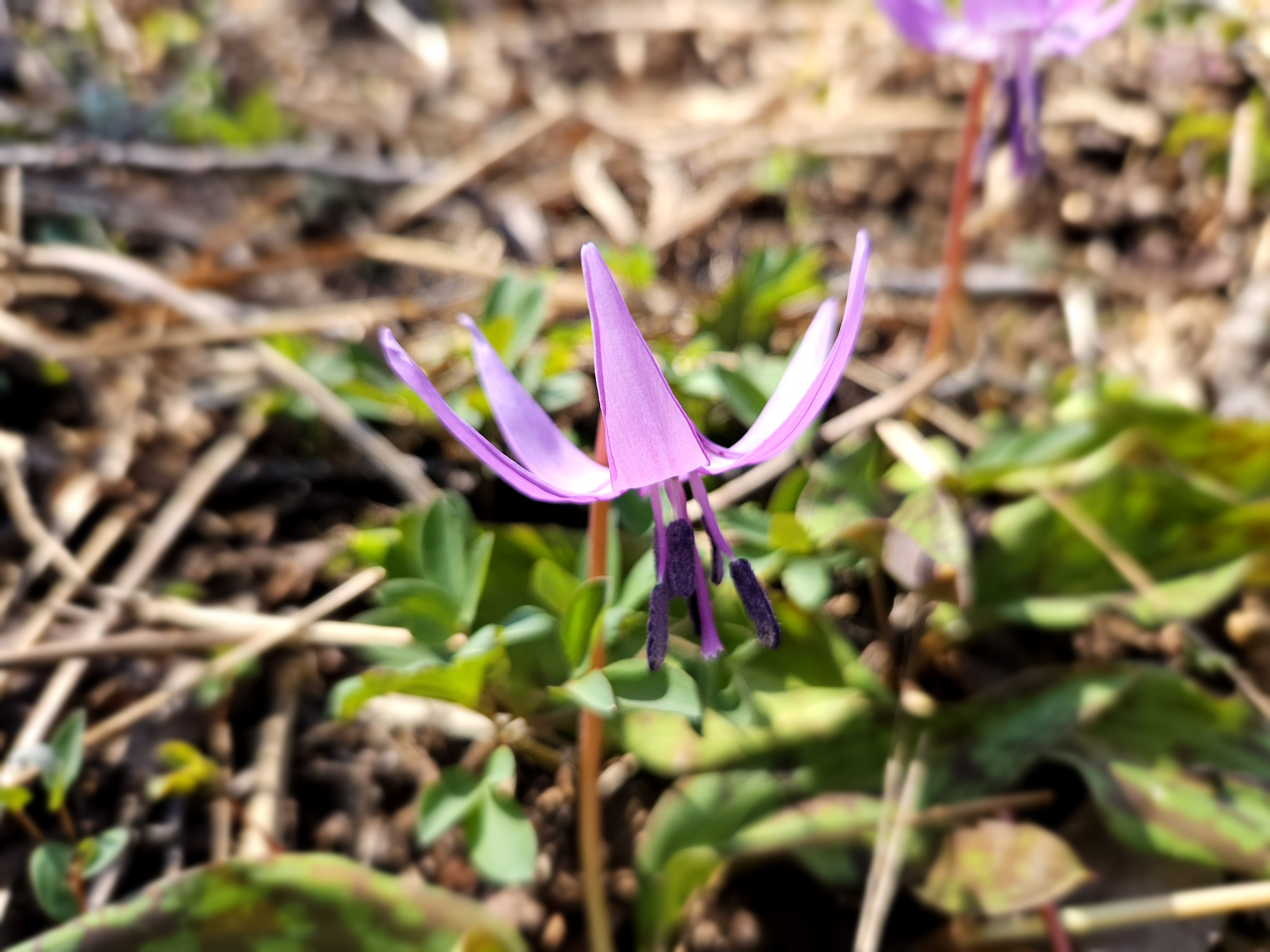 발왕산 정상 야생화 사진