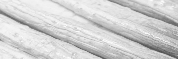 5월 오이지용 오이 제철