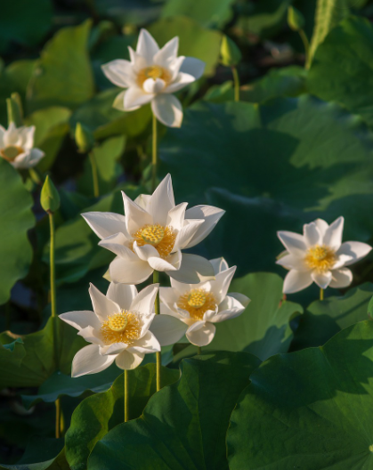 서양과 동양의 화훼