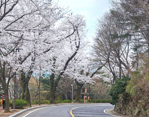 광진구 벚꽃