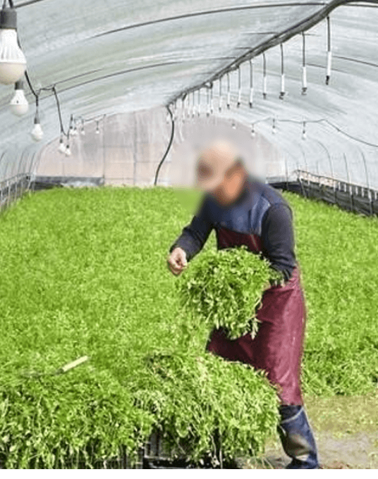 원동 미나리 삼겹살