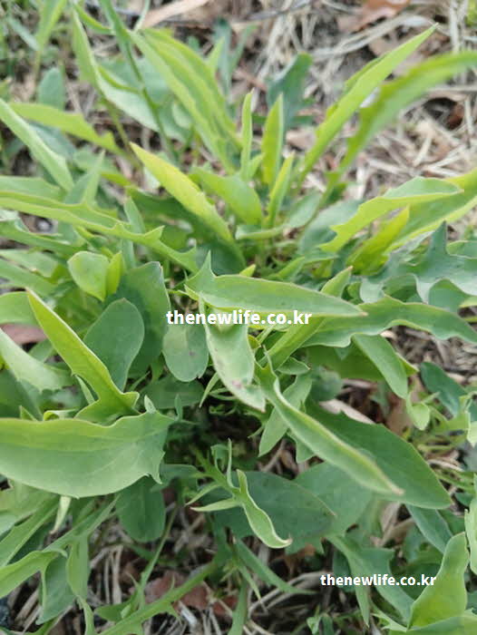 씀바귀 효능 고지혈증 예방의 시나로사이드