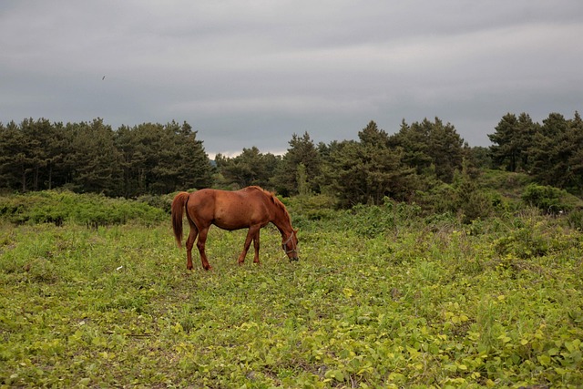 제주도 비행기표 가격 비교 사이트 정리, 제주 항공권 최저가
