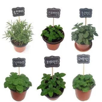 페퍼민트 키우기 물주기 삽목번식 햇빛관리 상쾌한 실내 허브_10