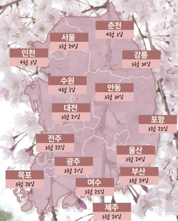 2024년 벚꽃 개화시기, 만개시기, 벚꽃 축제