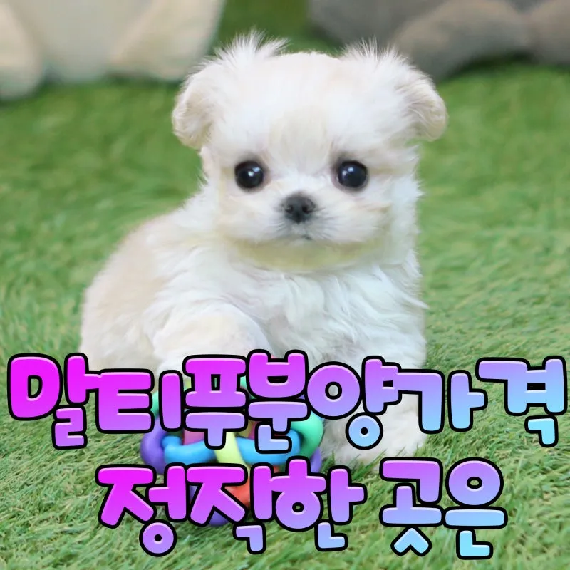 말티푸가격 2024년 솔직한 분양가 정보_6