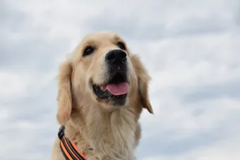 골든 리트리버 분양 가격 성격 장단점_20