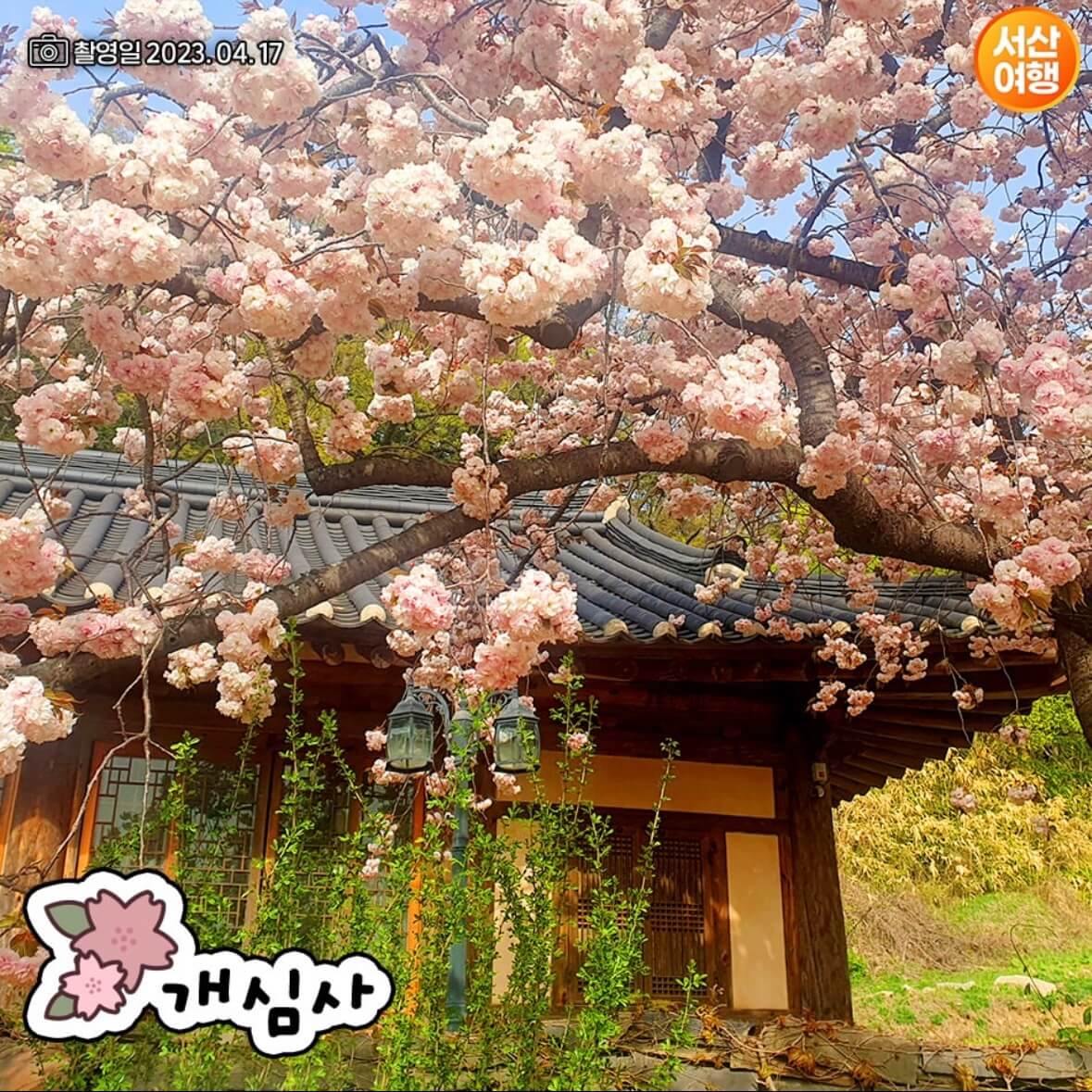 개심사 청벚꽃 개화시기