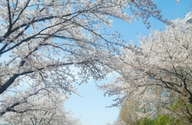 산림환경 연구원 벚꽃3