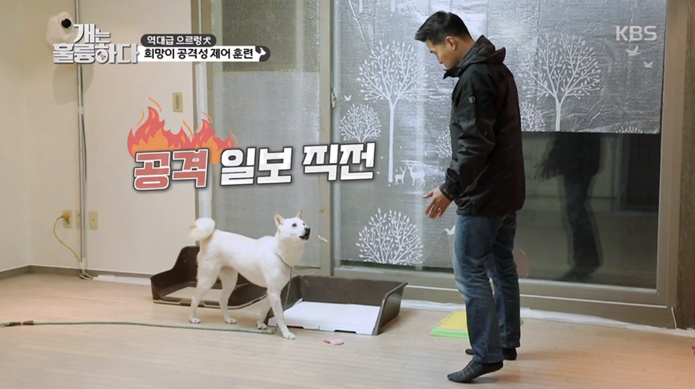 강형욱 문제견 제압