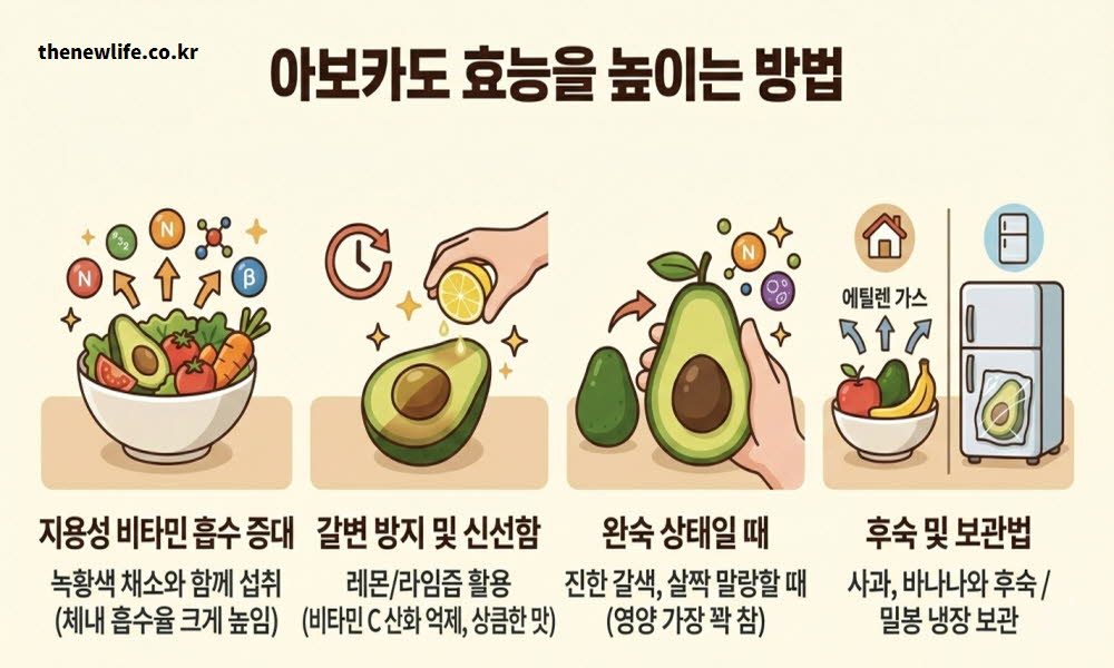 아보카도 효능 높이는 섭취 방법 보관법