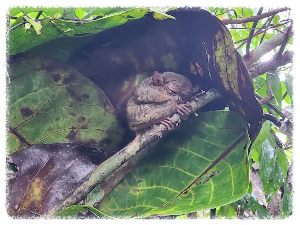 안경 원숭이 보호구역