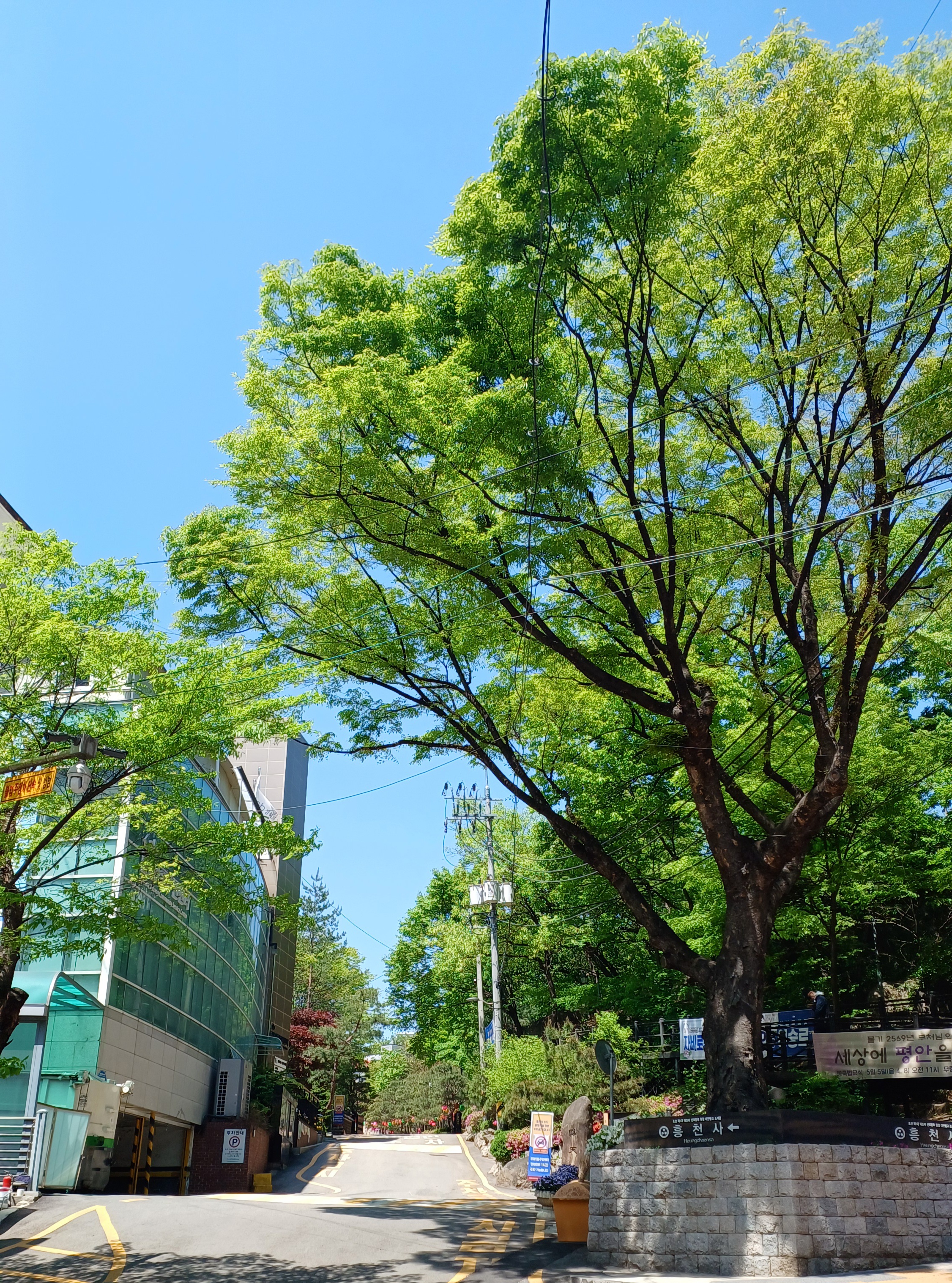 2025-부처님오신날-12