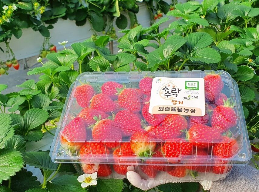 율봄식물원 딸기시즌, 체험하고 식물 동물까지! 식물원과 어우러지는 전원풍경 정원에서 이루어지는 계절 농촌체험입니다.