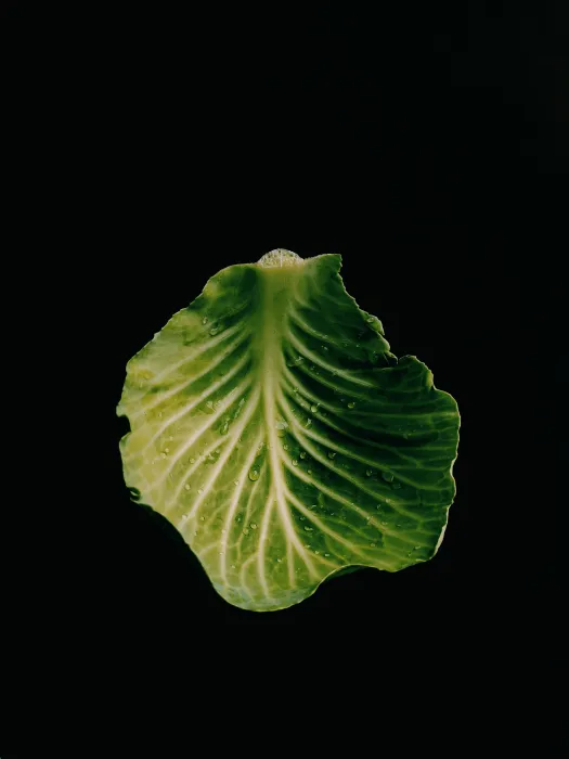 양배추-사진