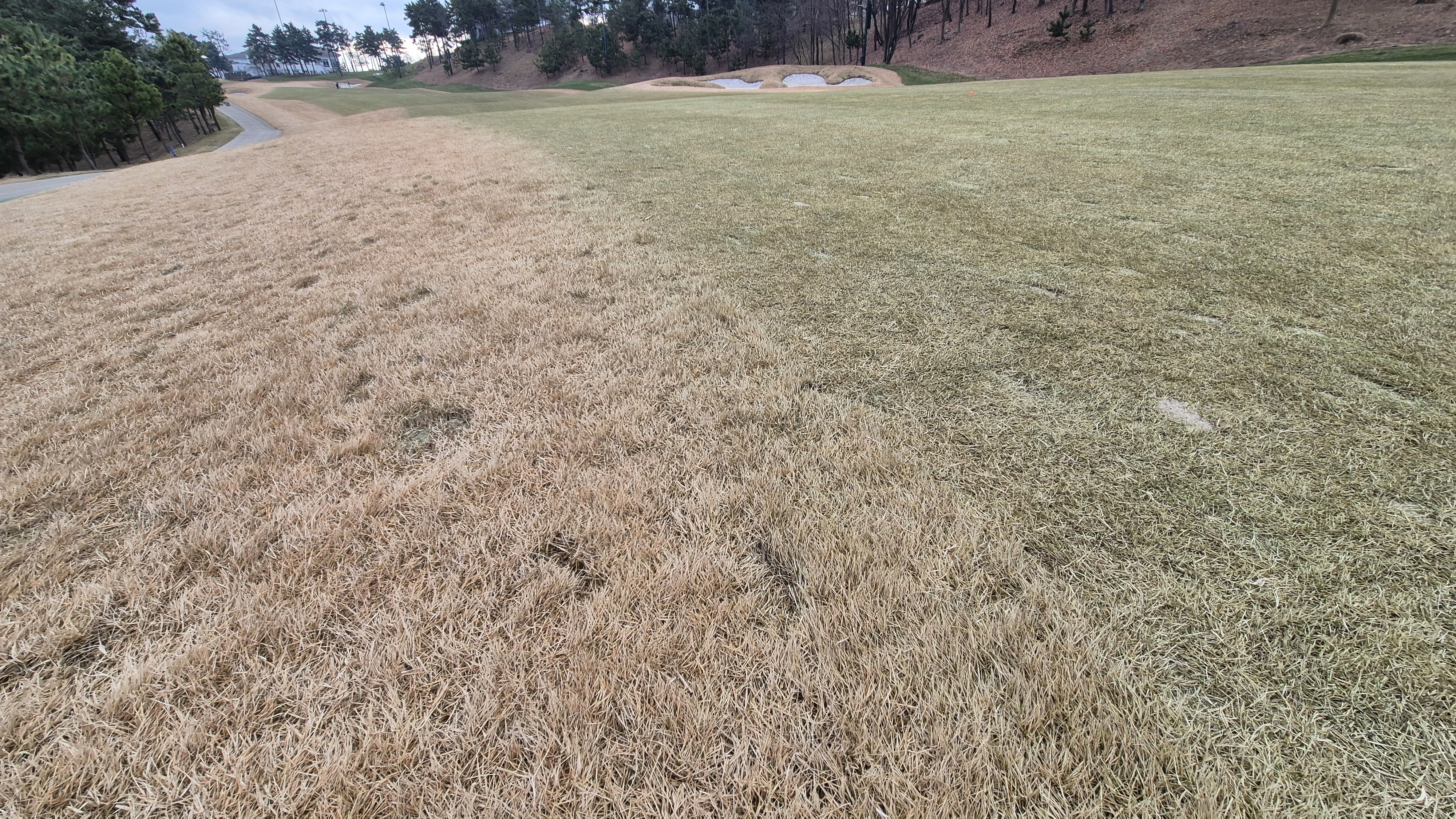 더헤븐cc 사우스-웨스트 코스 관리 상태