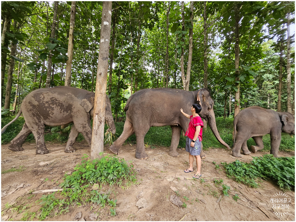 치앙마이 코끼리 보호구역