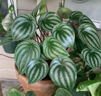 페페로미아 키우기 물주기 분갈이 빛관리 작고 예쁜 실내식물_4