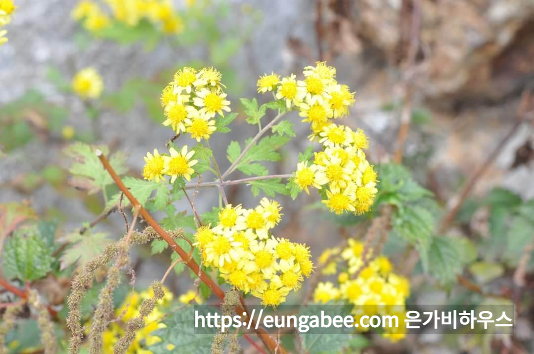 산청 대원사 계곡