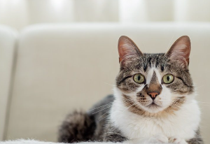 정면을 보는 고양이