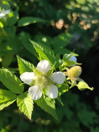 라즈베리 재배 지주 설치 가지 전정 순 지르기_8