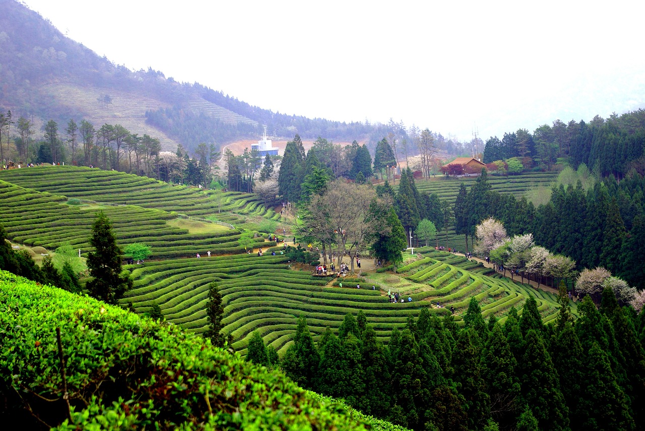 보성 녹차밭 관련 사진