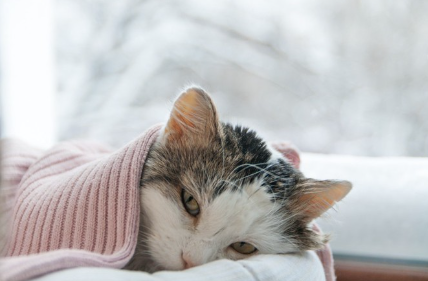 감기에 걸린 고양이.